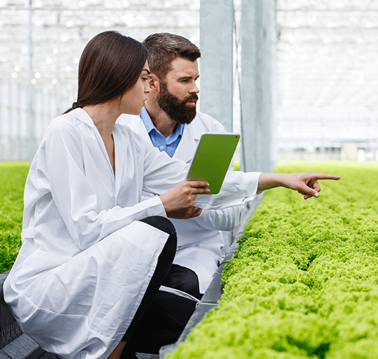 Two food researchers inspecting herbs